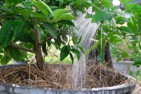 watering lemon tree in garden
