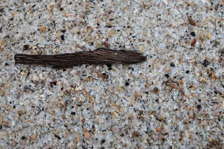 Small shells on sand as backgroundの写真素材