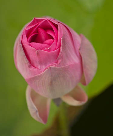 Lotus flower plantsの写真素材