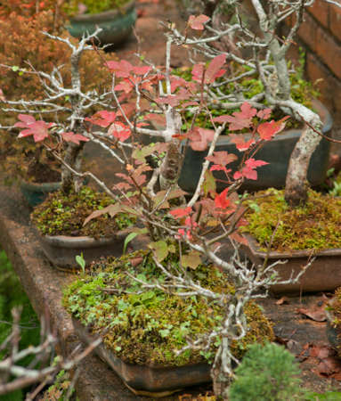 Maple bonsai treeの写真素材