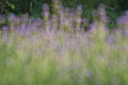 Abstract burr for flower picture on spring, Art backgroundの写真素材