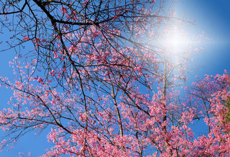 Close up of pink cherry blossom-sakura flower blooming