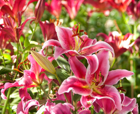 Blossoming pink lilies in the gardenの写真素材
