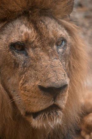 close up of male lions faceの写真素材