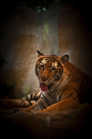 Big tigerの写真素材