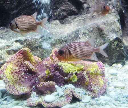 fish and coralsの写真素材