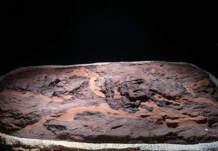 fossil trilobite imprint in the sedimentの写真素材