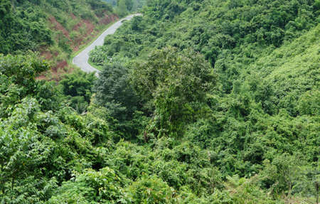 forest road in the deep forestの写真素材
