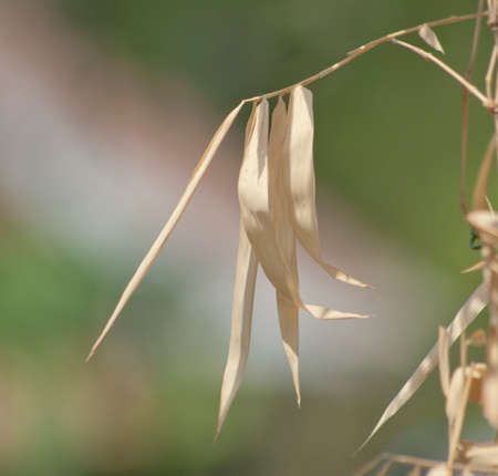 Brown bamboo leavesの写真素材