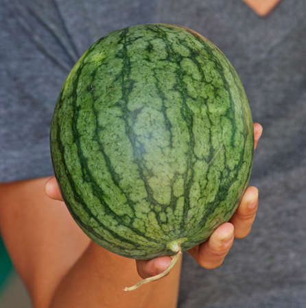 watermelon on handの写真素材