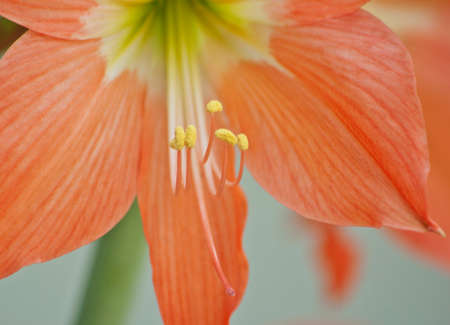 Big red flowers. Hippeastrum Amaryllisの写真素材