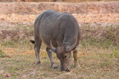 Thai Buffalo graze in a field . Life' Machine of Farmer. Original agriculture use buffalo plow the field.の写真素材