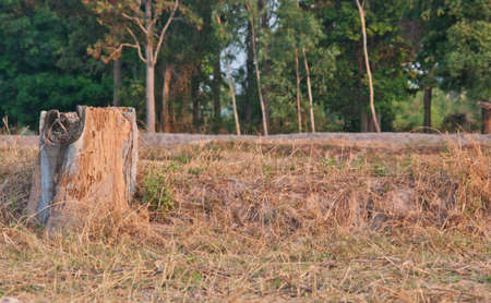 Old stump of tree in the field.の写真素材