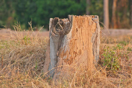Old stump of tree in the field.の写真素材