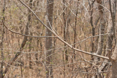 autumn forestの写真素材