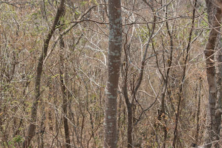 autumn forestの写真素材