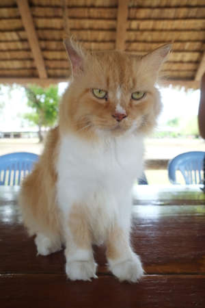 Cat Looking At Cameraの写真素材