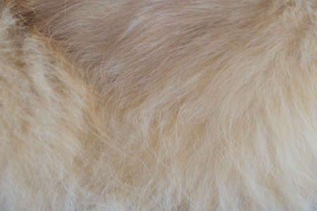 close up fur of cat being an allergenの写真素材