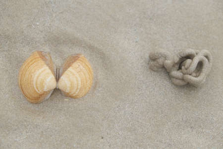 Sea shells on sand. Top view