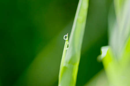 water drops on the green grassの写真素材