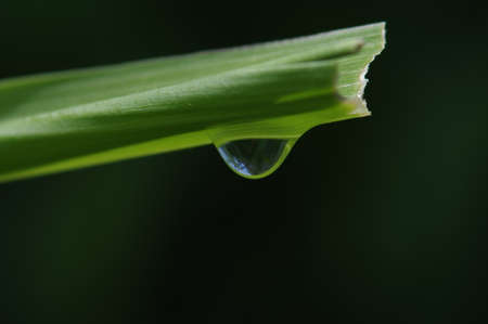 water drops on the green grassの写真素材