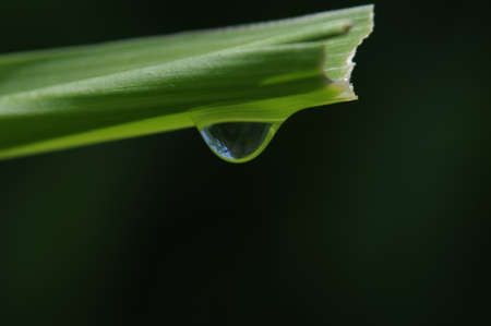 water drops on the green grassの写真素材
