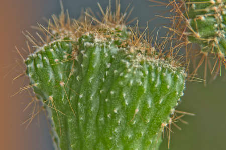 Green Cactus closeupの写真素材