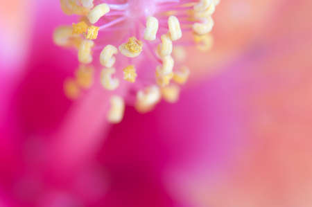 close up orange hibiscus flowerの写真素材