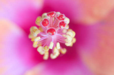 close up orange hibiscus flowerの写真素材