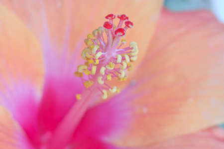 close up orange hibiscus flowerの写真素材