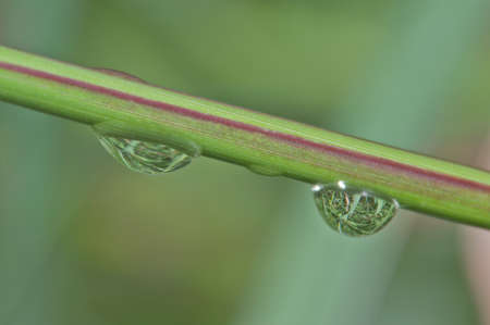 morning nature background with beautiful dropの写真素材