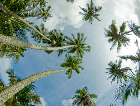Coconut palm trees perspective viewの写真素材
