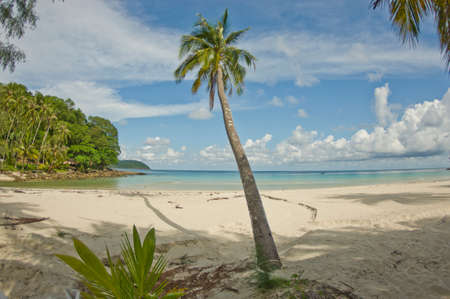 Desert island with palm tree on the beachの写真素材
