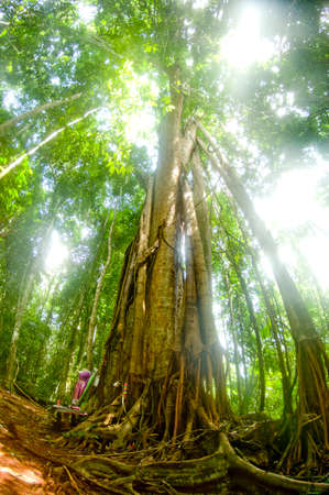 big tree in tropical forest Thailandの写真素材