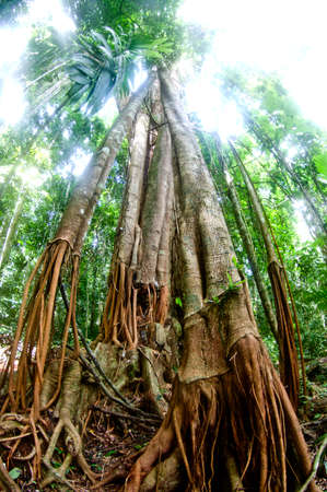 big tree in tropical forest Thailandの写真素材