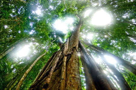 big tree in tropical forest Thailandの写真素材