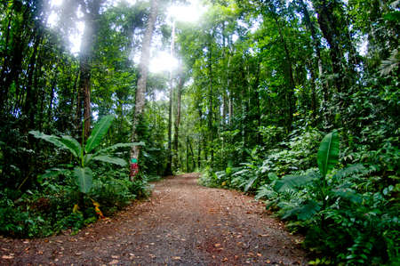 road in tropical forest Thailandの写真素材