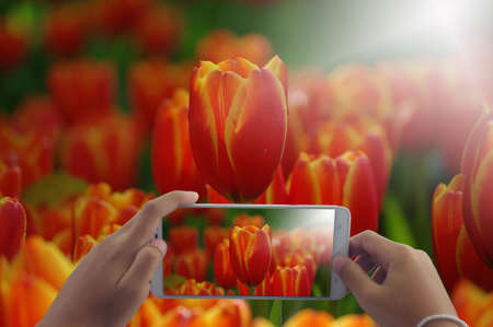 Photograph tulips flower by phoneの写真素材