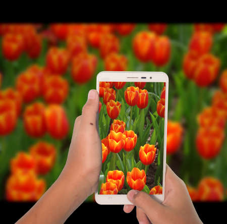 Take photograph tulips flower by phoneの写真素材