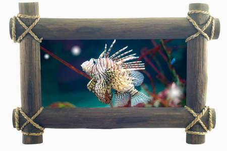 fish in frameの写真素材