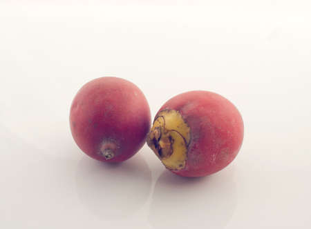 Red areca nut white backgroundの写真素材