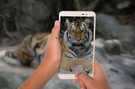 photography tiger by mobile phone