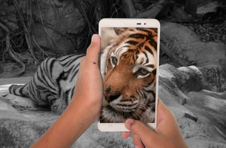 photography tiger by mobile phone