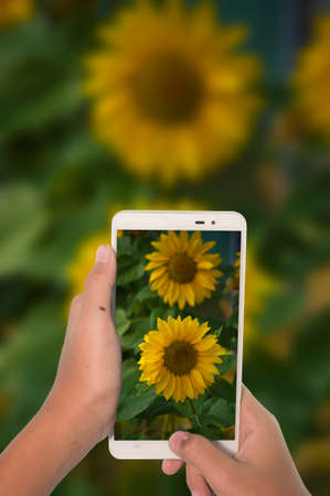 photography sunflower by phoneの写真素材