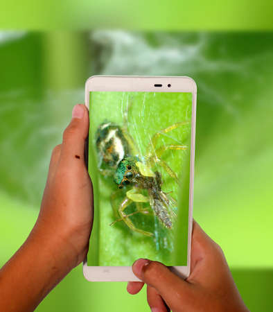 Take photography giant spider wild animals by phoneの写真素材