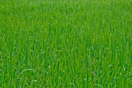 cornfield in Thailandの写真素材