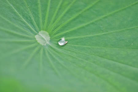 water droplet in lotus leafの写真素材