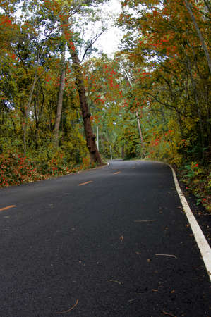 Forest road and autumn dayの写真素材