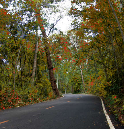 Forest road and autumn dayの写真素材
