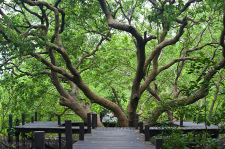 Long wood bridge in mangrove forestの写真素材